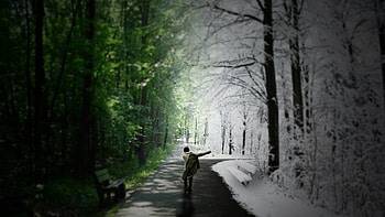 Just Follow The Road, winter, road, tree, path HD wallpaper