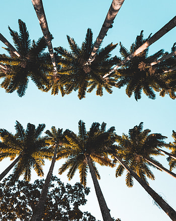 Nature, Trees, Palms, Top, Crown, Tops, Tropical, Crowns HD phone wallpaper