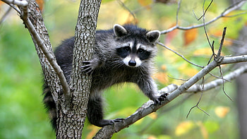 Mischievous raccoon, Wildlife graphy, Nature's beauty, Animal lover HD wallpaper
