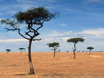 Acacia Tree, African landscape, Serene beauty, Nature's wonder HD wallpaper