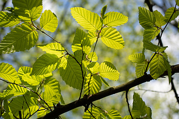 Nature, Leaves, Macro, Wood, Tree, Branch HD wallpaper