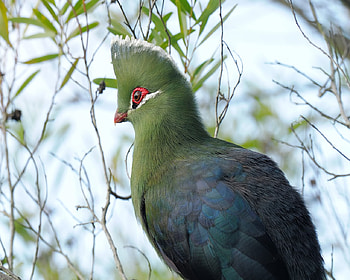 Knysna Turaco, bird, turaco, knysna loerie, red eyes, south africa HD wallpaper