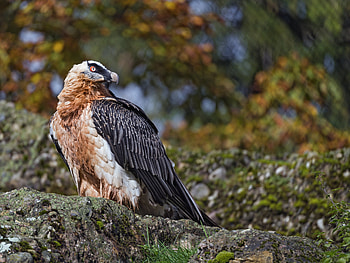Bearded Vulture, 30 facts bone, Eating bird, Bearded Vulture facts HD wallpaper