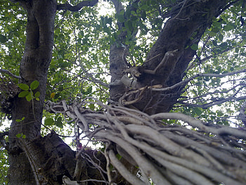 Big Tree, trunks, trunk, tree HD wallpaper