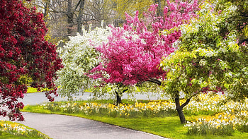 Crabtree alley at the New York Botanical Garden, spring, usa, blossoms, path, trees, blooming HD wallpaper