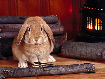Rabbit, animal, day, red, cute, fire HD wallpaper
