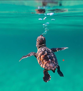 Nature, ocean, turtle HD phone wallpaper