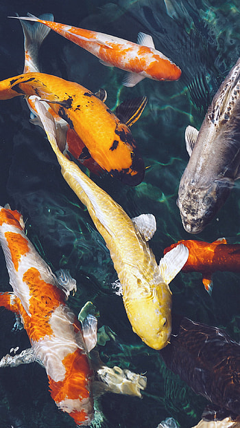 fish , Aquatic paradise, Crystal clear waters, Blue and serene HD phone wallpaper