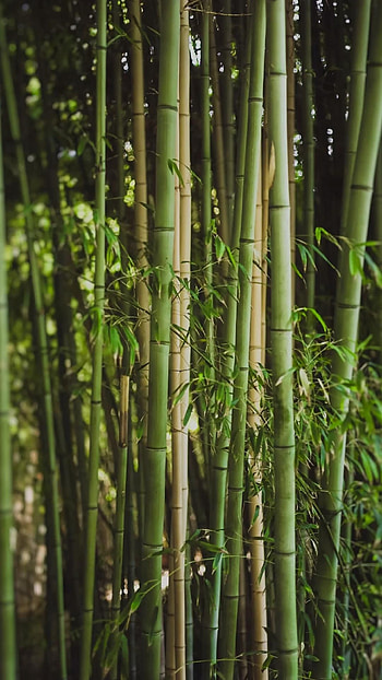 Bamboo plant , Fresh greenery, Vibrant plants, Beautiful foliage HD phone wallpaper