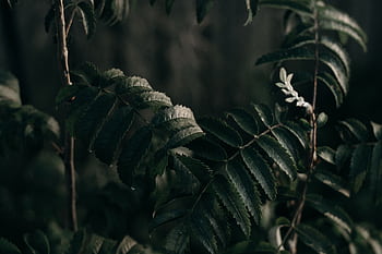 Close-up of dark green leaves creating a moody atmosphere in a low light environment. HD wallpaper