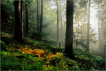 Island in Time, color, nature, tress, forest HD wallpaper