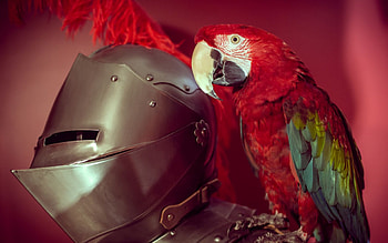 Ara posing with a helmet, bird, helmet, red, metal, ara, parrot HD wallpaper