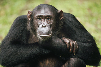 Chimpanzee close-up, Primate intelligence HD wallpaper