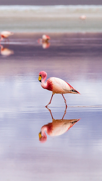 Flamingo , , Samsung Galaxy, Google Pixel HD phone wallpaper