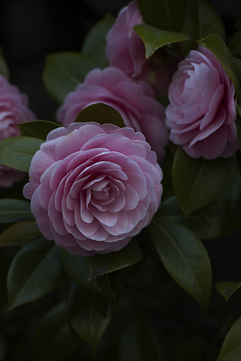 Flowers, Pink, Flower, Plant, Close-Up, Bloom, Flowering HD phone wallpaper