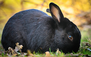 Black Havana, Rabbits HD wallpaper