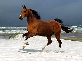 Horse, beautiful HD wallpaper