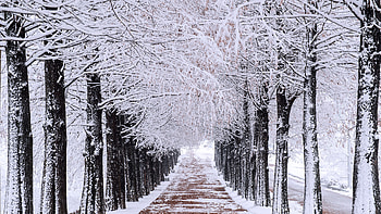 Path Between Snow Covered Tree Branches Forest Field Background graphy graphy HD wallpaper