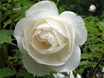 Gorgeous White Rose, rose, white, leaves, petals HD wallpaper