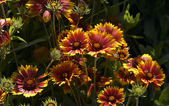 pretty flowers, fun, pretty, cool, nature, flowers HD wallpaper