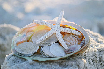 Every Grain of Sand, starfish, grain, sand, every HD wallpaper