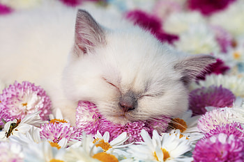Sleeping kitten, pisica, animal, kitten, pink, white, flower, cat, sleep HD wallpaper