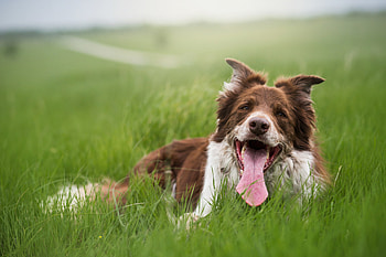 Animals, Grass, Dog, Protruding Tongue, Tongue Stuck Out HD wallpaper