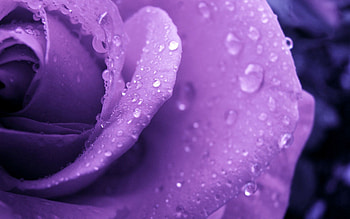 Lilac, Drops, Macro, Rose Flower, Rose, Dew HD wallpaper