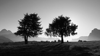 Preview trees, slope, black-and-white HD wallpaper