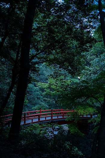 Nature, Trees, Bush, Branches, Bridge HD phone wallpaper