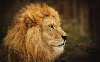 Animals, Background, Muzzle, Lion, Sight, Opinion, Waiting, Expectation HD wallpaper