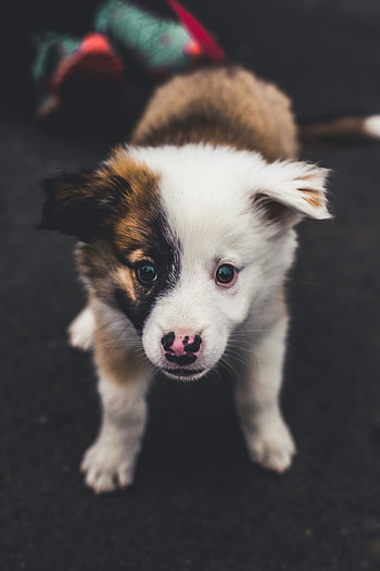 Animals, Muzzle, Spotty, Spotted, Nice, Sweetheart, Puppy HD phone wallpaper