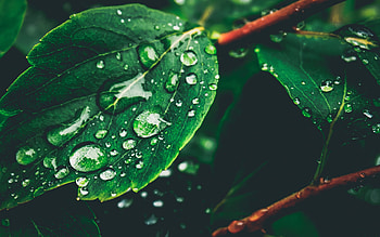 water droplets on green leaf, nature, environment, dew drops, green leaf, take care of nature HD wallpaper