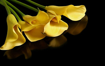 Calla Lily, , Blossoming elegance, Natural beauty HD wallpaper
