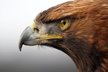 Close-up, Golden Eagles HD wallpaper