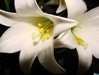 Plants, Flowers, Lilies HD wallpaper