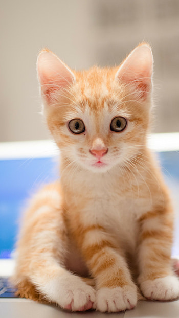 Adorable, Cute, Kitty plays, Playful HD phone wallpaper