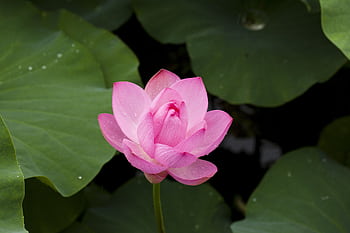 A serene pink lotus blooming amidst lush green leaves, symbolizing peace and purity. HD wallpaper