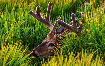 Animals, Deers HD wallpaper