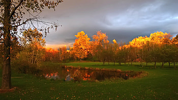 Landscape, Trees, Autumn HD wallpaper