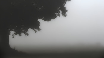 foggy forest, forest, fog HD wallpaper