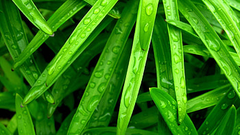 Close-up, Grass HD wallpaper