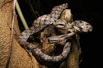 Boiga siamensis, Natusfera snake, Southeast Asian reptile, Colorful scales HD wallpaper