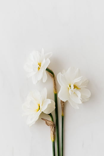 Minimalist composition of three elegant white daffodils, symbolizing purity and spring. HD phone wallpaper