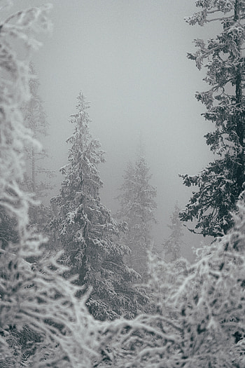 Winter, Nature, Trees, Snow, Snowstorm HD phone wallpaper