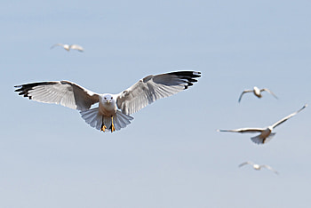 Animals, Birds, Sky, Flight, Wave, Sweep HD wallpaper