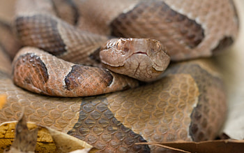 Ozark Copperhead Snake, animal, snake, reptile, poisenous HD wallpaper