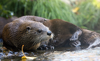 Unexpected otter encounter, Koi carp theft, Park safety measures, Nature's humorous interlude HD wallpaper