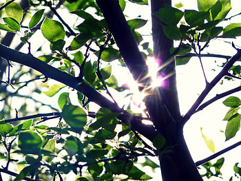 Nature, Leaves, Glare, Shine, Light, Wood, Tree, Trunk HD wallpaper