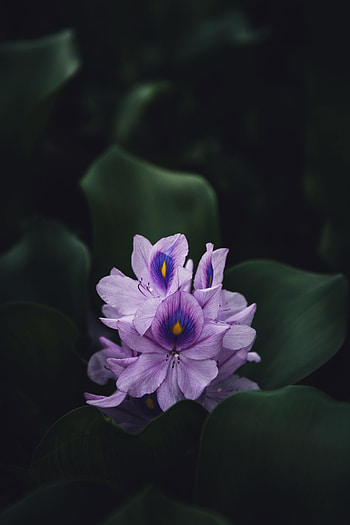 Flowers, Violet, Flower, Plant, Macro, Bloom, Flowering, Purple HD phone wallpaper
